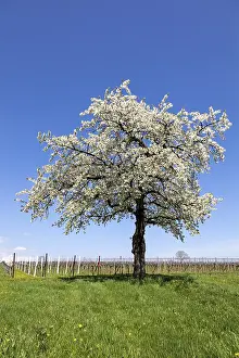 Cherry Blossom Season Prints: Spring, nature, landscape, tree