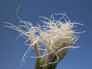 Colorful Vegetables Prints: Spring onions