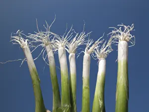 Colorful Vegetables Prints: Spring onions