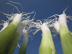 Colorful Vegetables Prints: Spring onions