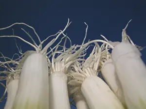 Colorful Vegetables Prints: Spring onions
