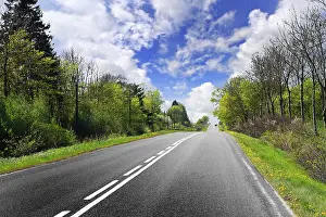 Deciduous Tree Landscape Prints: Spring road