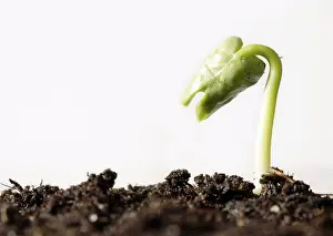 Springtime Plant Life Prints: Spring ! - Sapling on soil full of nutrients
