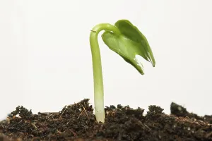 Planting Season Prints: Spring ! - Sapling on soil full of nutrients