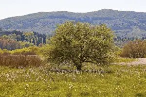 Corfu Island Greece Prints: Spring, single flowering tree in spring meadow