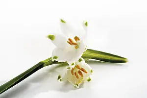 Spring Snowflake Prints: Spring Snowflake