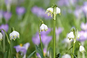 Crocus Meadow Germany Prints: Spring snowflake in a crocus meadow, Germany