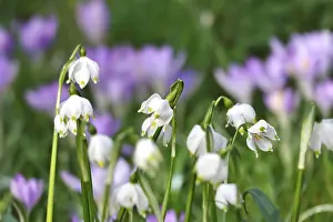 Asparagales Order Flowers Prints: Spring snowflake in a crocus meadow, Germany