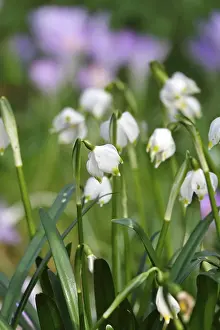 Crocus Meadow Germany Prints: Spring snowflake in crocus meadow, Germany