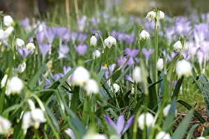 Crocus Meadow Germany Prints: Spring snowflake in a crocus meadow, Germany