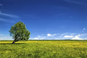 Spring Background Prints: Spring summer background