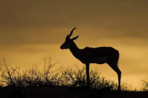 Antelope Species Prints: Springbok