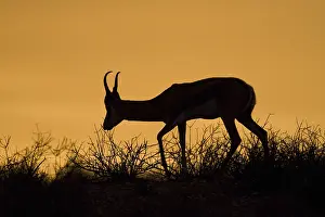 Mammalian Wildlife Prints: Springbok