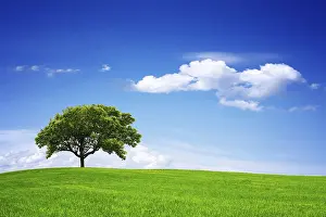 Oak Tree Landscape Prints: Springtime