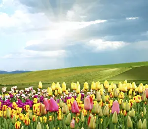 Spring Flowering Plants Prints: Springtime