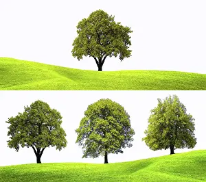 Isolated Deciduous Trees Prints: Springtime concepts