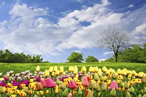 Spring Awakening Tulips Prints: Springtime tulips