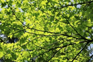 Open Air Nature Scene Prints: Sprouting leaves of an endemic maple tree