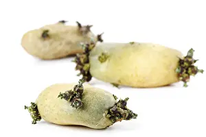 Food Photography Cutouts Prints: Sprouting potatoes