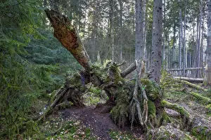 Southern Germany Nature Reserve Prints: Spruce forest, moss, protected forest