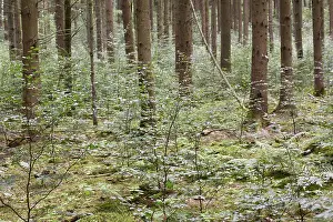 Lower Franconia Scenery Prints: Spruce forest with young beeches