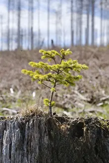Protected Area In Eastern Germany Prints: Spruce growing from a tree stump