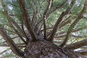 Coniferous Tree Prints: Spruce (Pinaceae), trunk, branches