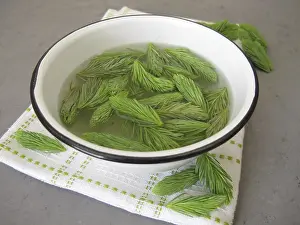 Alternative Medicine Prints: Spruce Tip Bath Print