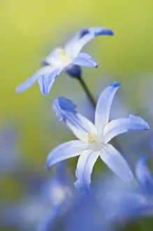 Daylight Blooming Flowers Prints: Squill (Scilla)
