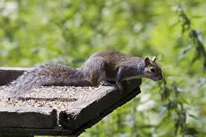 Rodents In Europe Prints: Squirrel on top of a bird table