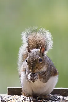 Animal Feed Ingestion Prints: Squirrel on top of a bird table feeding