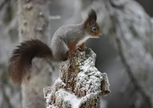 Deserted Tree Scene Prints: Squirrel on a branch
