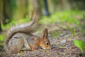 Prints of Squirrel eating a nutlet. Red squirrel. Squirrel is eating. Rodent. Animals of the park. Summer park Red Squirrel Prints: Red Squirrel Eating a Nutlet Print