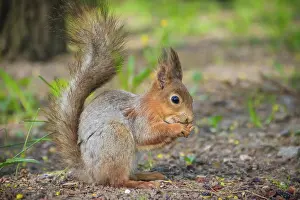 Prints of Squirrel eating a nutlet. Red squirrel. Squirrel is eating. Rodent. Animals of the park. Summer park Red Squirrel Prints: Red Squirrel eating a nutlet Print