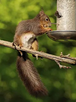 Prints of Squirrel eats bird food Red Squirrel Prints: Squirrel Eats Bird Food Print