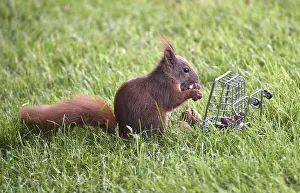 Northern German Wildlife Scene Prints: A squirrel in grass eats nuts from a cage