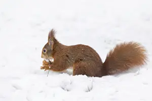 Uninhabited German Landscape Prints: Squirrel (Sciurus), Germany