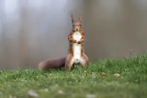 Uninhabited German Landscape Prints: Squirrel (Sciurus), Germany
