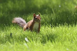 German Wildlife Photos Prints: Squirrel (Sciurus), grass, sunlight, Germany