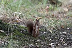 Mammalian Wildlife Photography Prints: Squirrel (Sciurus), nut, forest floor