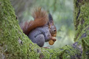 Nature Scenery Photography Prints: A squirrel (Sciurus) sits on a mossy tree and holds a nut in its paws