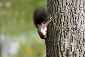 Tree Trunk Wildlife Prints: Squirrel (Sciurus), tree trunk, Germany