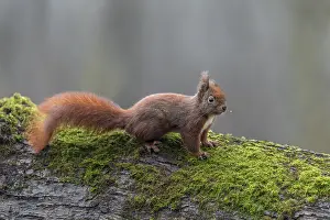 Eurasian Red Squirrel Prints: The squirrel (Sciurus vulgaris)