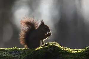Prints of Squirrel (Sciurus vulgaris) backlit, sweet, cute, February, Germany Red Squirrel Prints: Backlit Squirrel Print, Germany, February