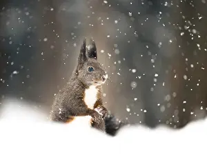 Prints of Squirrel (Sciurus vulgaris) during snowfall, Graubunden, Switzerland Squirrel (Sciurus vulgaris) during snowfall, Graubnden, Switzerland Red Squirrel Prints: Squirrel in Snow, Graubunden Print