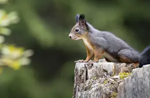Prints of Squirrel (Sciurus vulgaris) on a tree stump, Graubunden, Switzerland Squirrel (Sciurus vulgaris) on a tree stump, Graubnden, Switzerland Red Squirrel Prints: Print of Squirrel on Tree Stump, Graubunden, Switzerland
