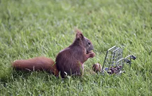 Deserted Supermarket Scene Prints: A squirrel sits in the grass and eats nuts from a small cage