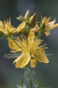 Hypericum Perforatum Prints: St. John's Wort (Hypericum perforatum)