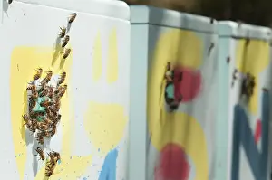 Ecofriendly Beekeeping Prints: Stack of colorful beehives in polystyrene