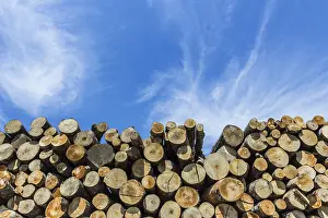 Renewable Energy Sources Prints: Stack of cut timber logs against clear blue sky